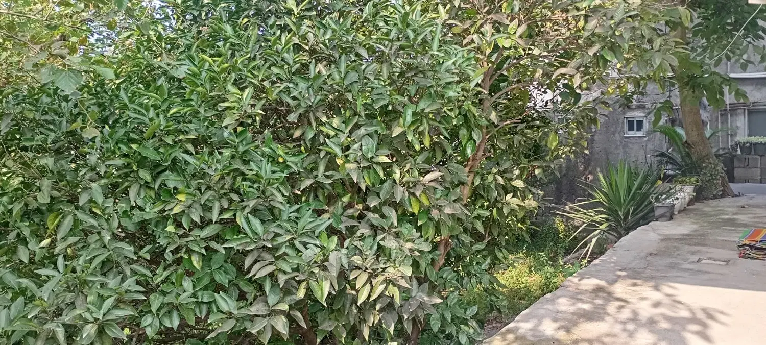 سوییت جنگلی یک خواب