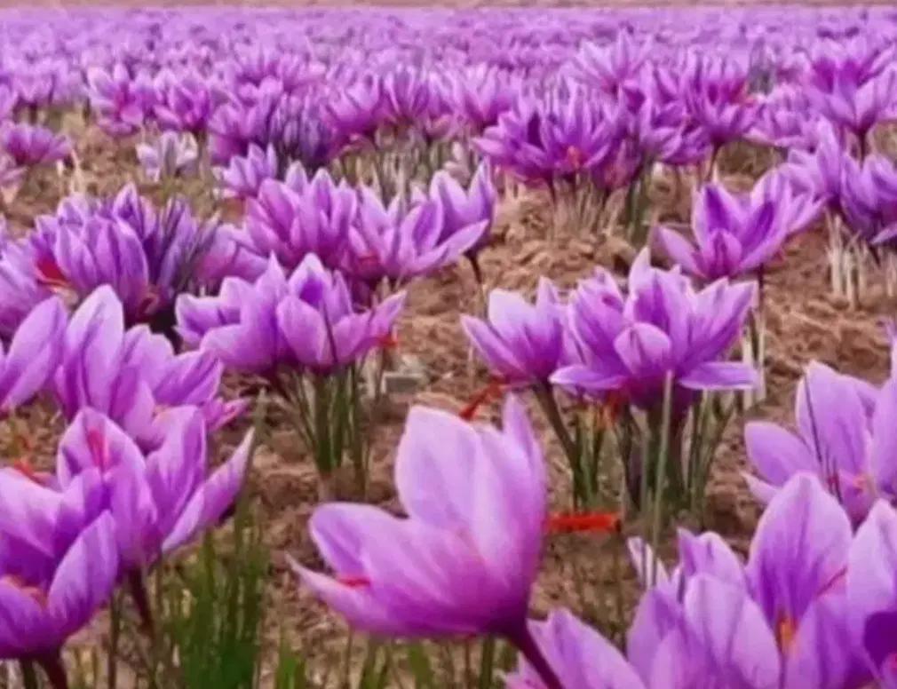 زمین دارای آب برای کشت زعفران