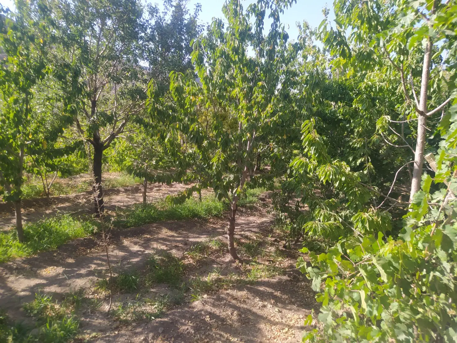املاک محمدی روستای وشنوه زمین داخل بافت 400