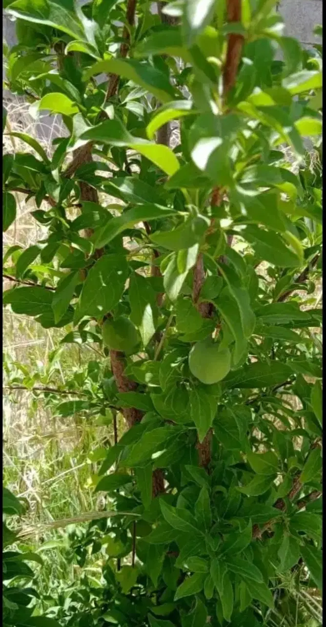 زمین باغ شهری