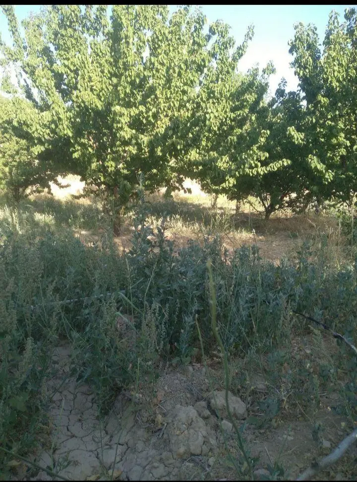 زمین و باغ با کیفیت