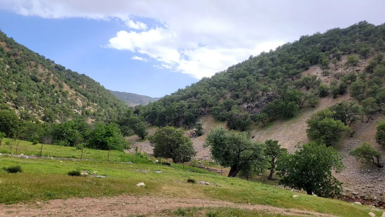 زمین ۷۵ متری کوی آزادی