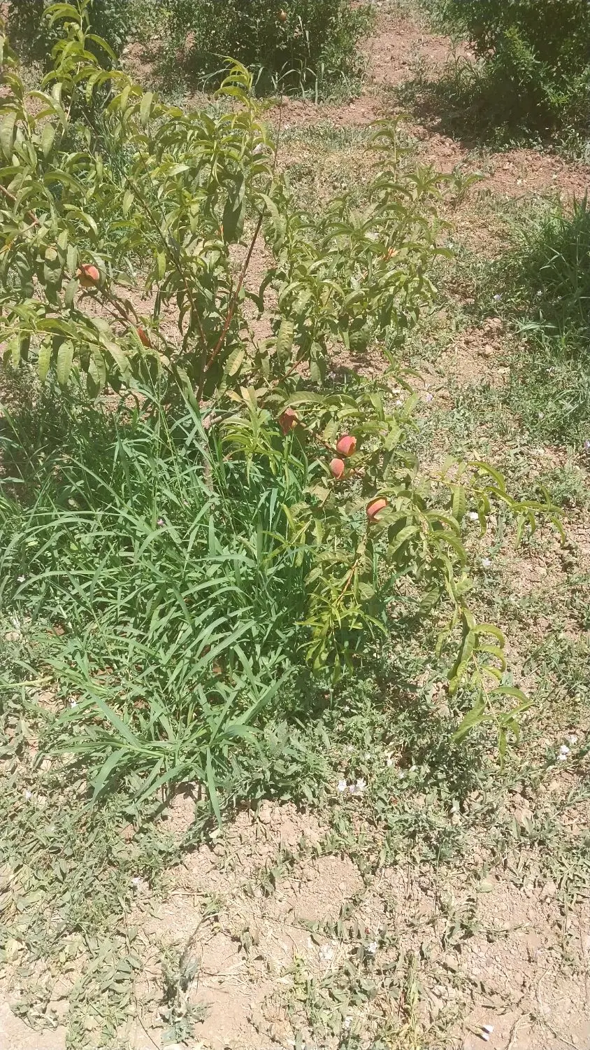 ۳۳۰۰ متر باغ در روستای صفی اباد روبروی دامدشت