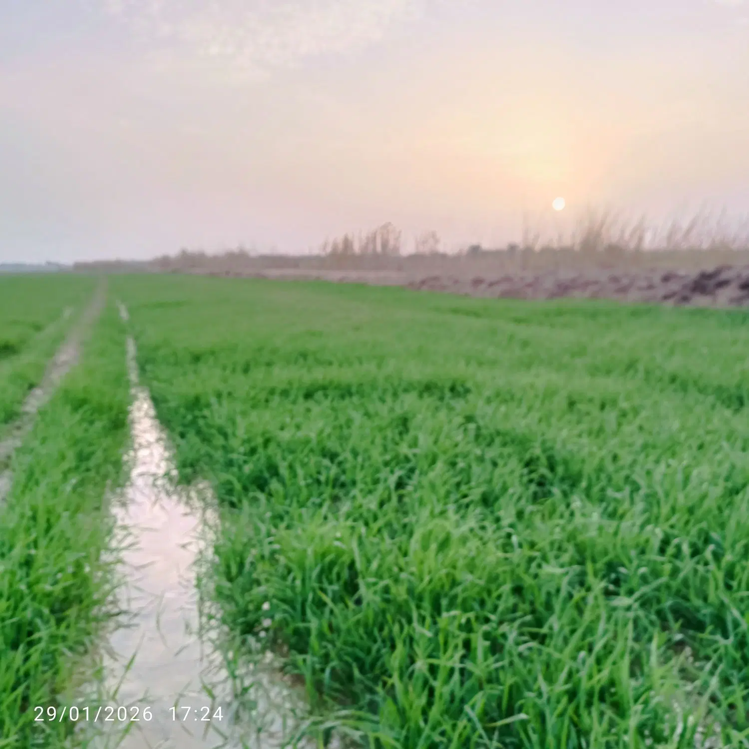 ماهشهر جراحی روستای البوعلایج سفلی