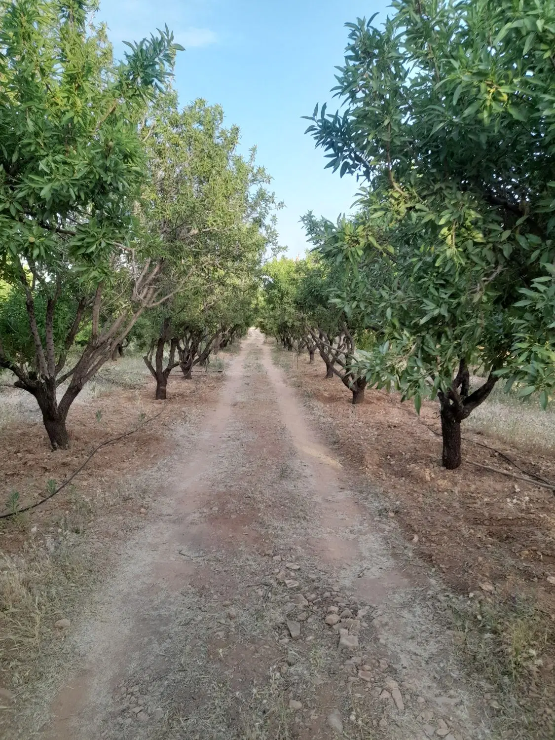 باغ در نزدیکی پل زمان خان