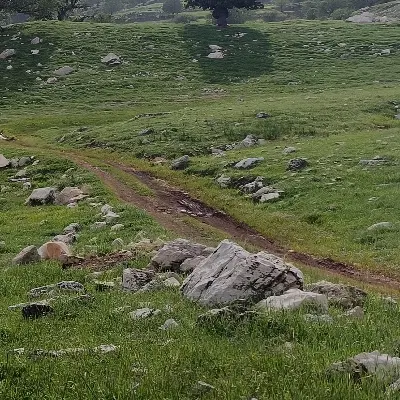 زمین باغ