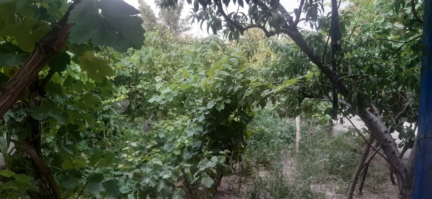 باغ سردرود تبریز