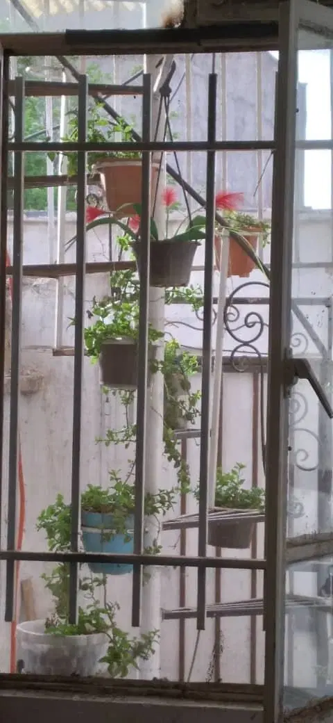 دختر خانم جوان افغان برای هم اتاقی