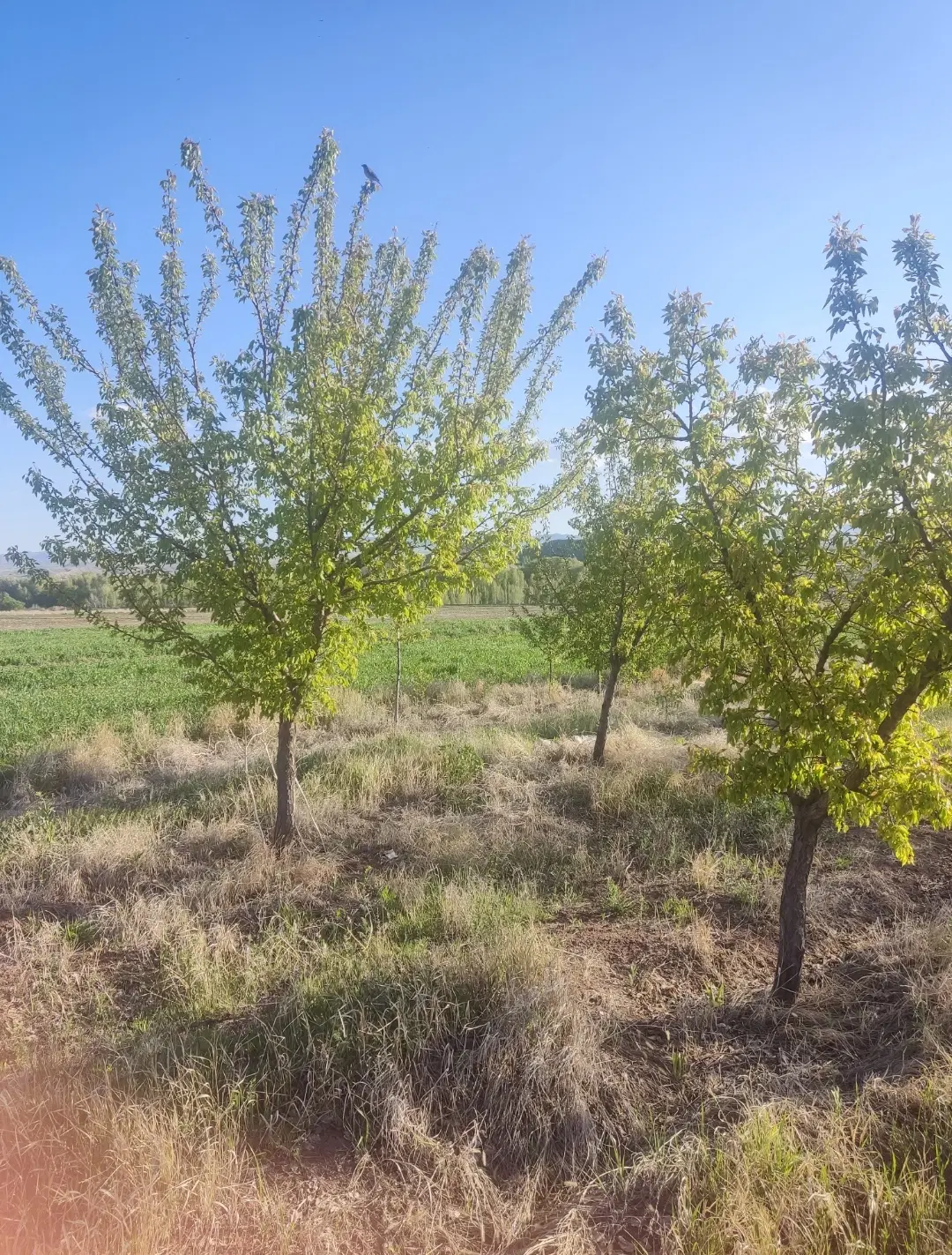 باغ ینگجه