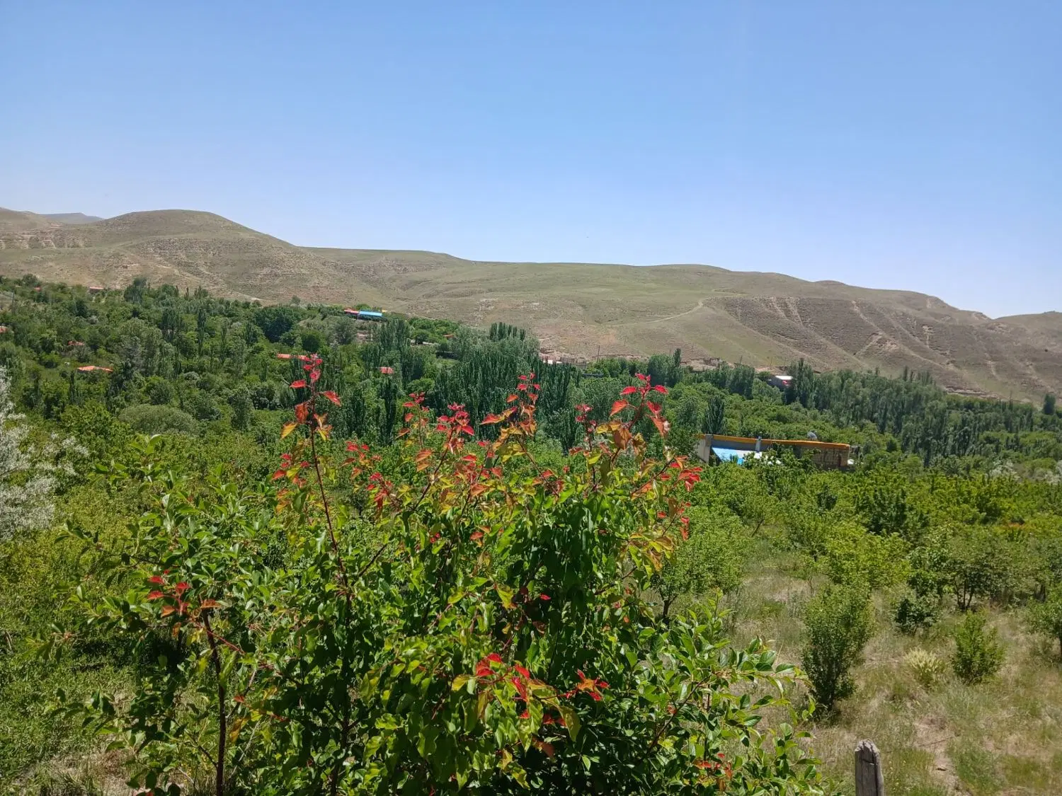 یک قطع باغ به مساحت 1000متر