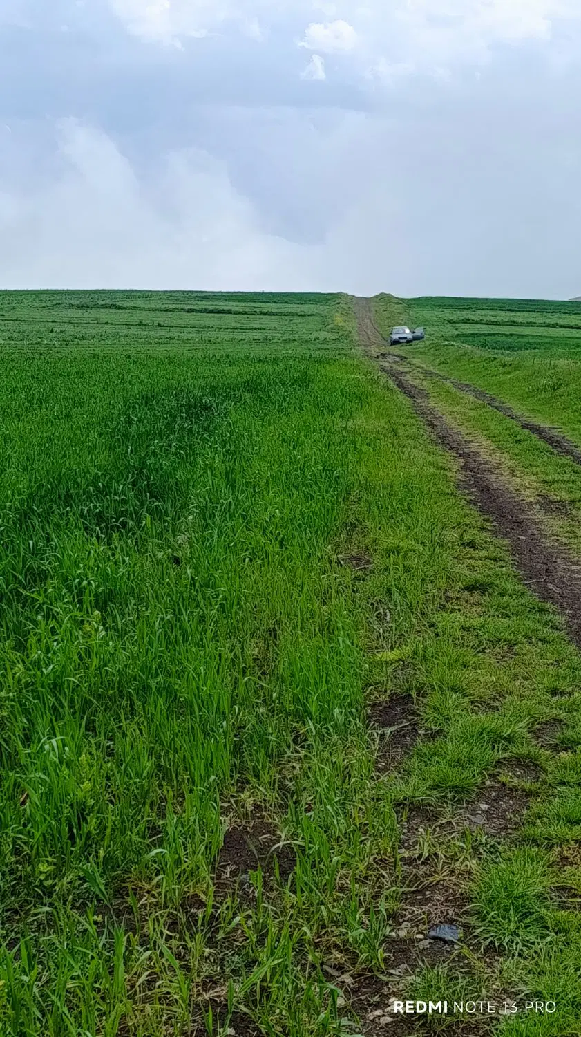زمین کشاورزی نمین روستایی کریم کندی