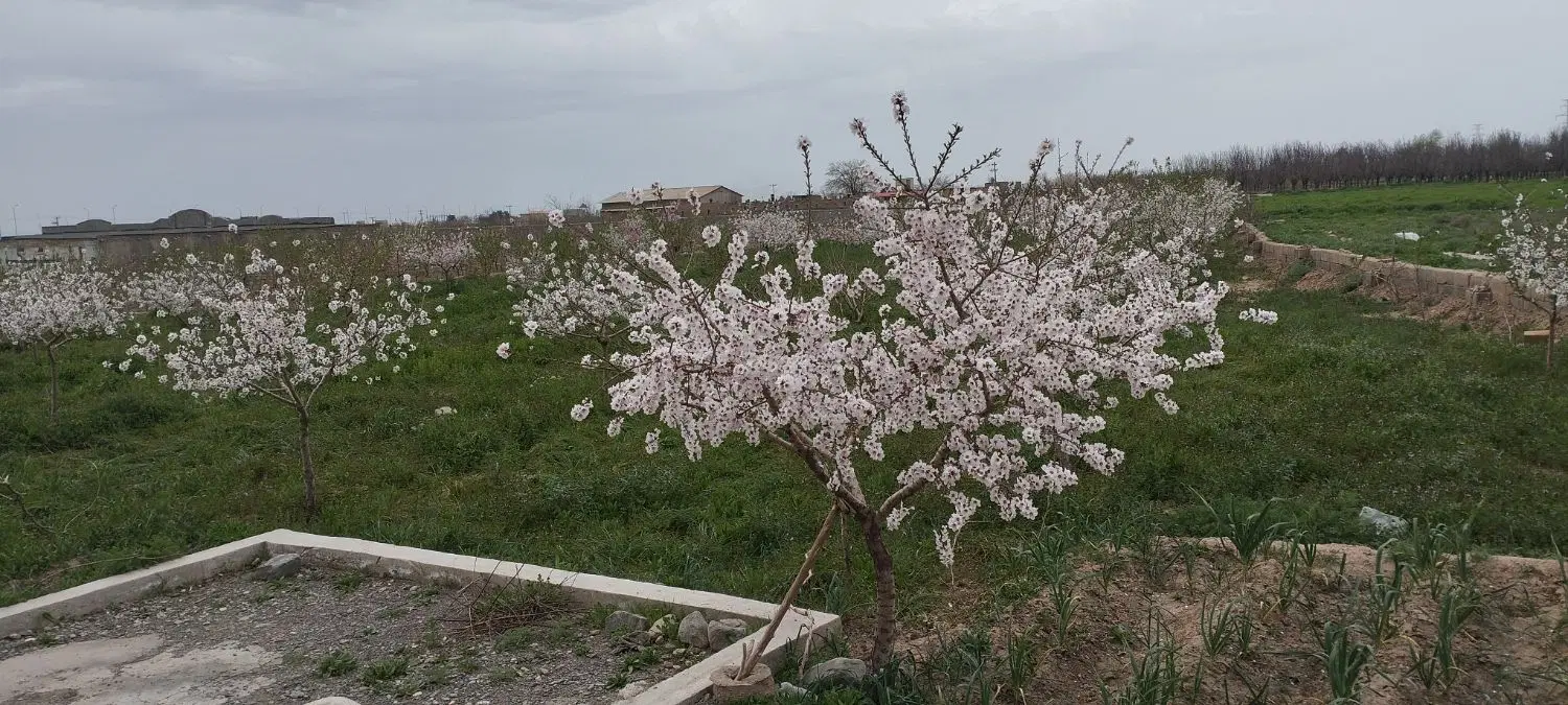 باغ بادام ودرختان میوه جوان