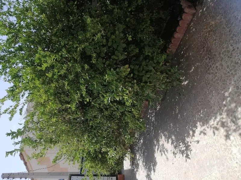زمین مسکونی 200 متری گورک کله بندی
