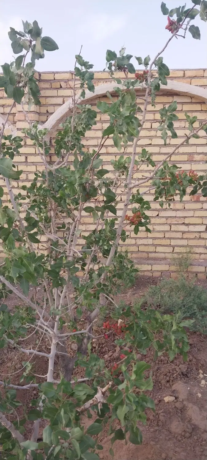 چهاردیواری مبارکه پاین