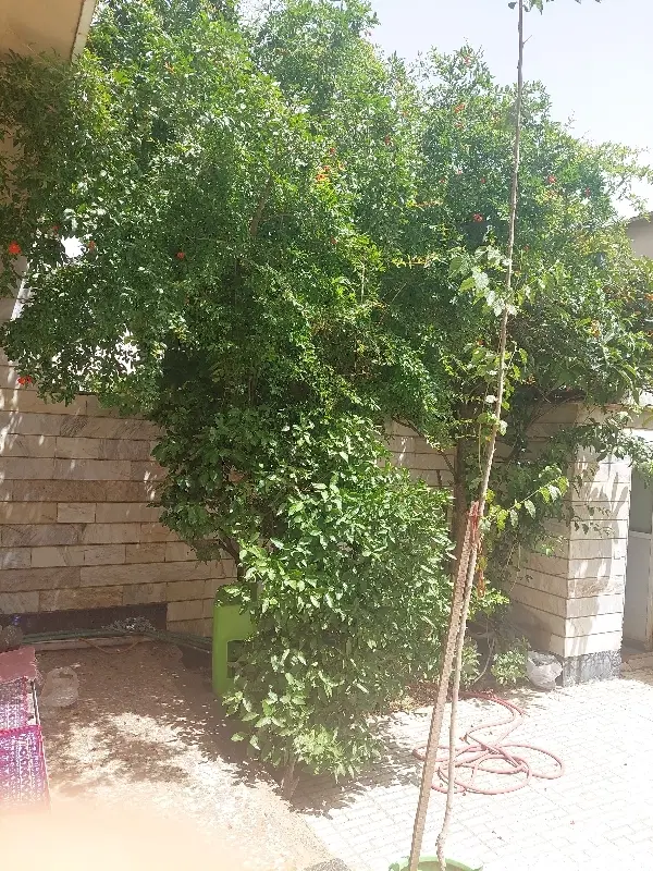 اجاره خانه ویلایی