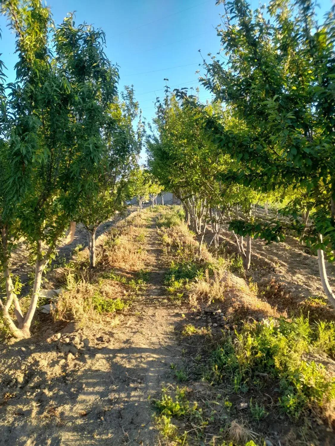 باغ علی اباد فرهنگیان