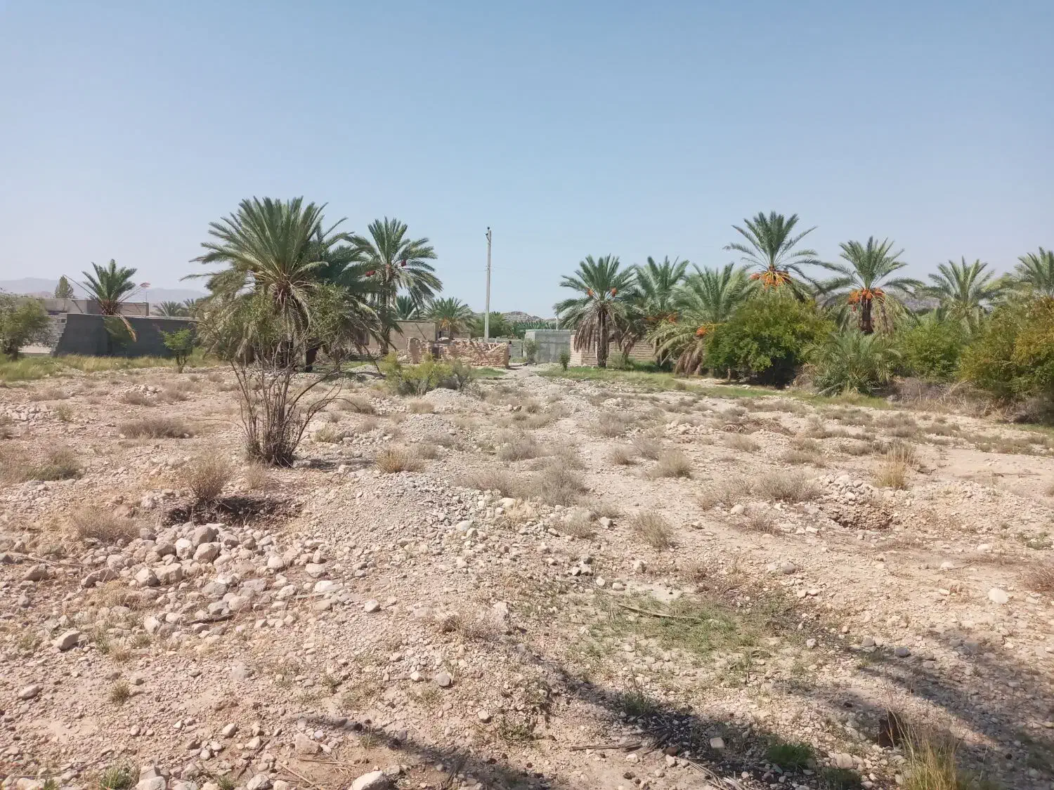زمین کشاورزی روستای سیرمند