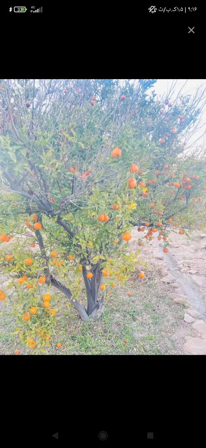 باقر تنگه بلوار نیروی هوایی