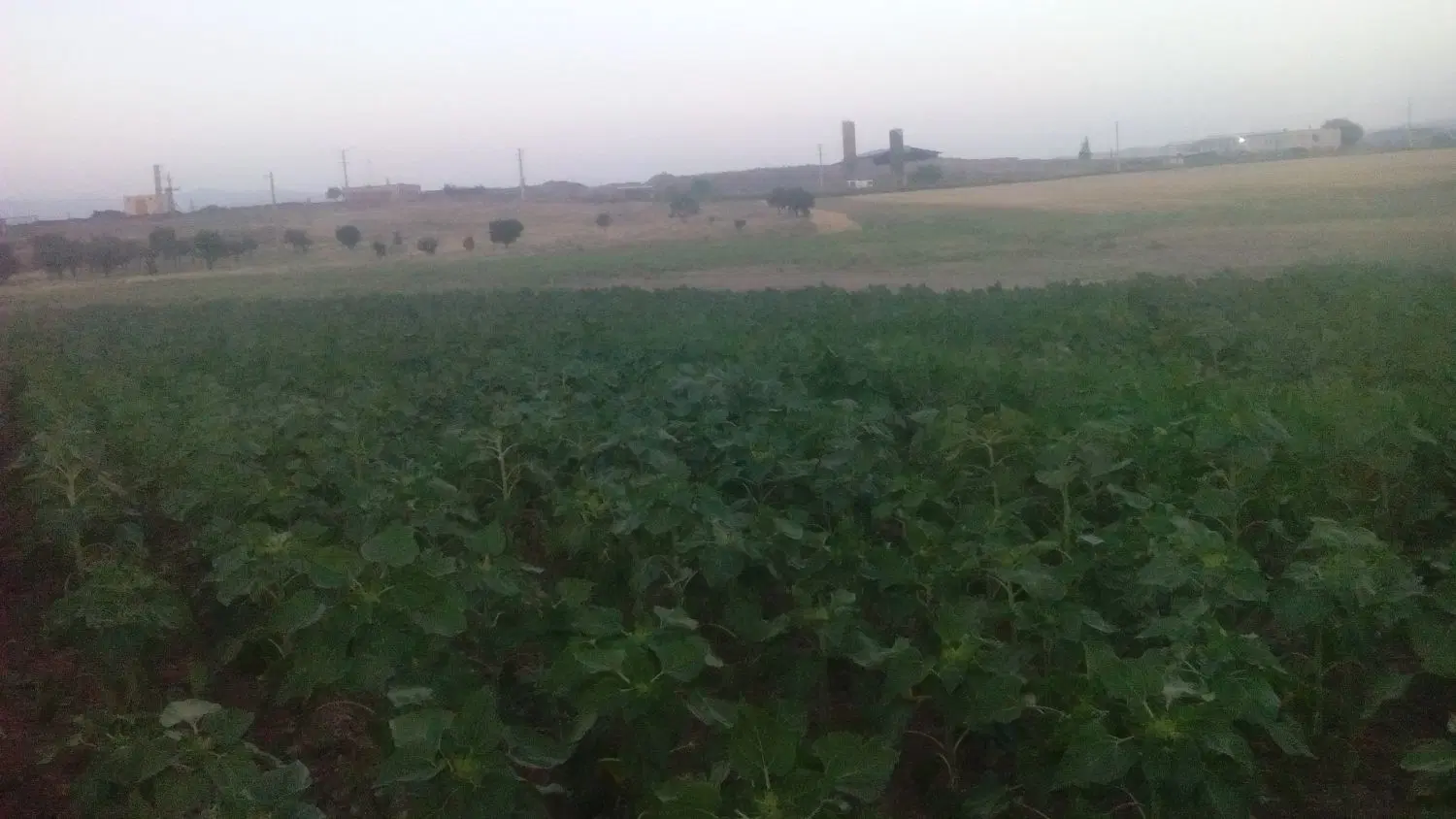 زمین کشاوزی13کیلومتری زنجان