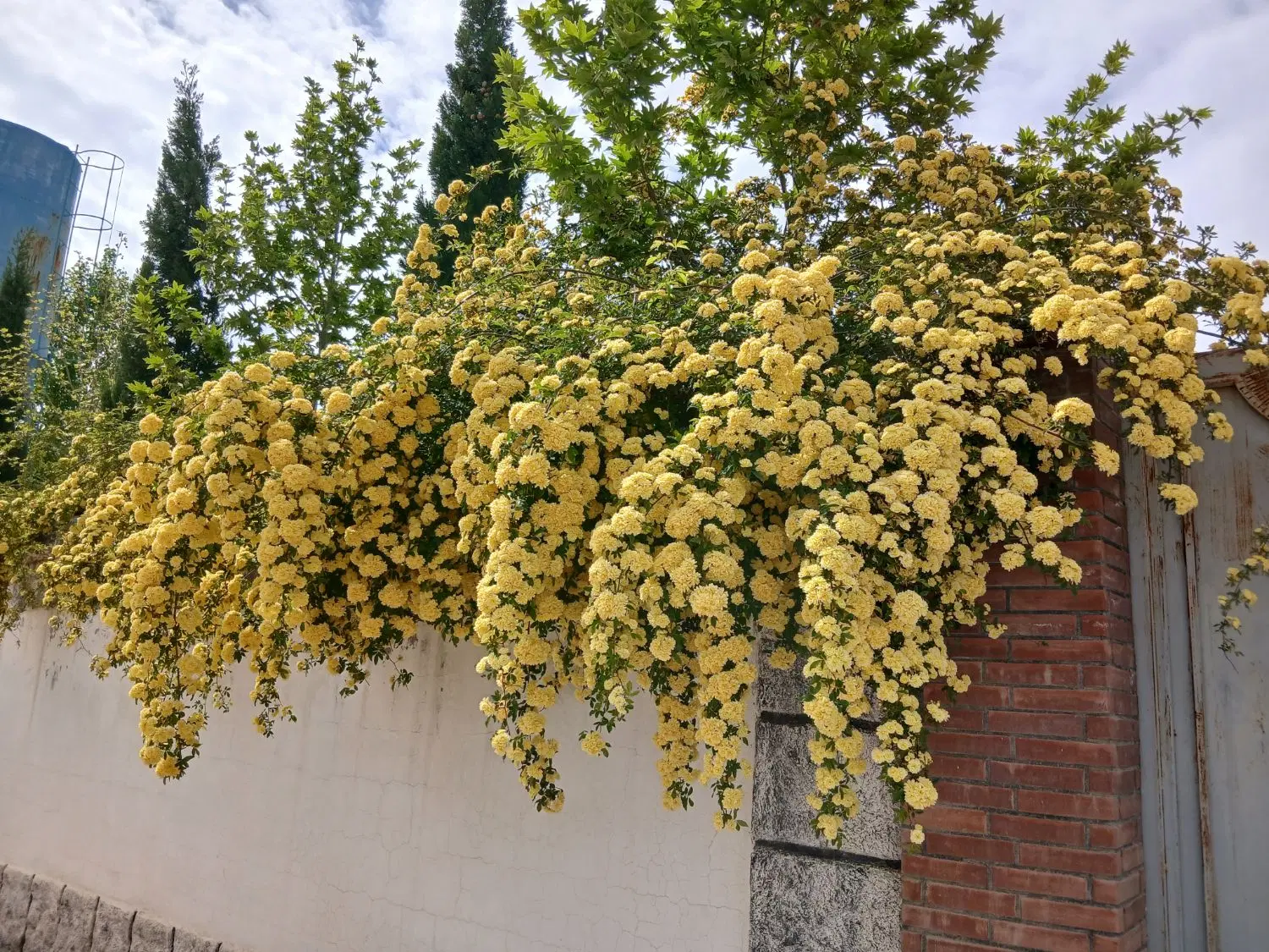 فروش باغ کلستان