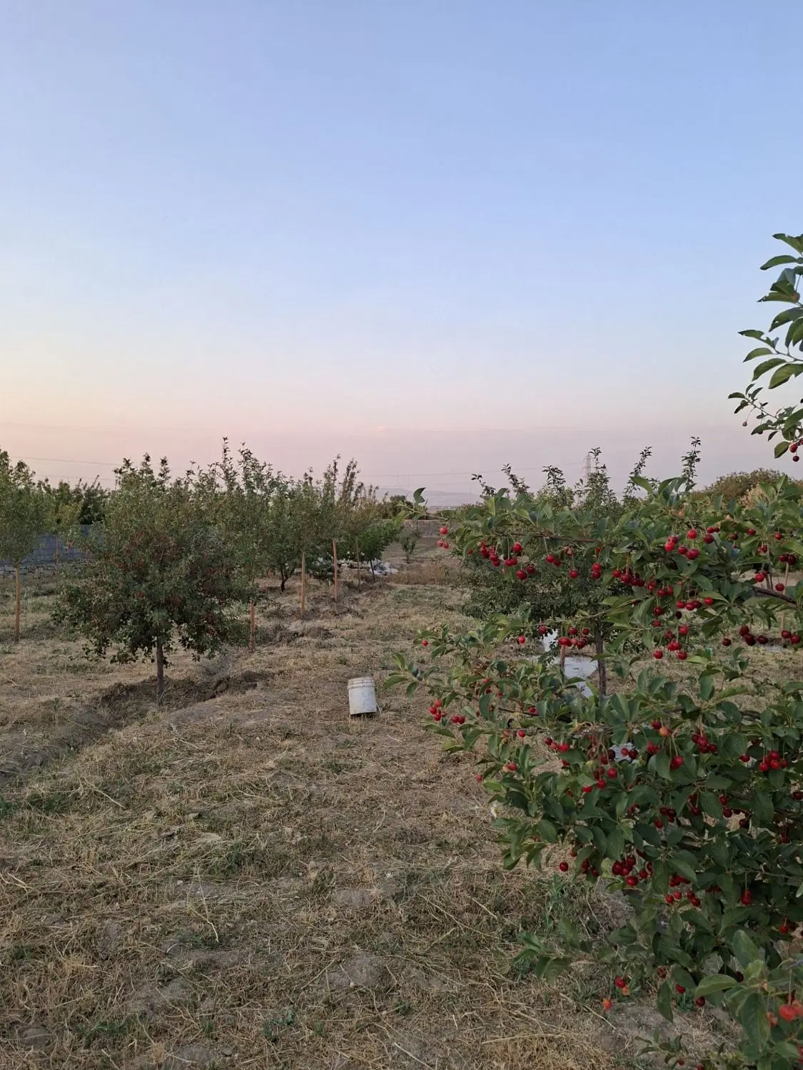 باغ در کشین (چشین)