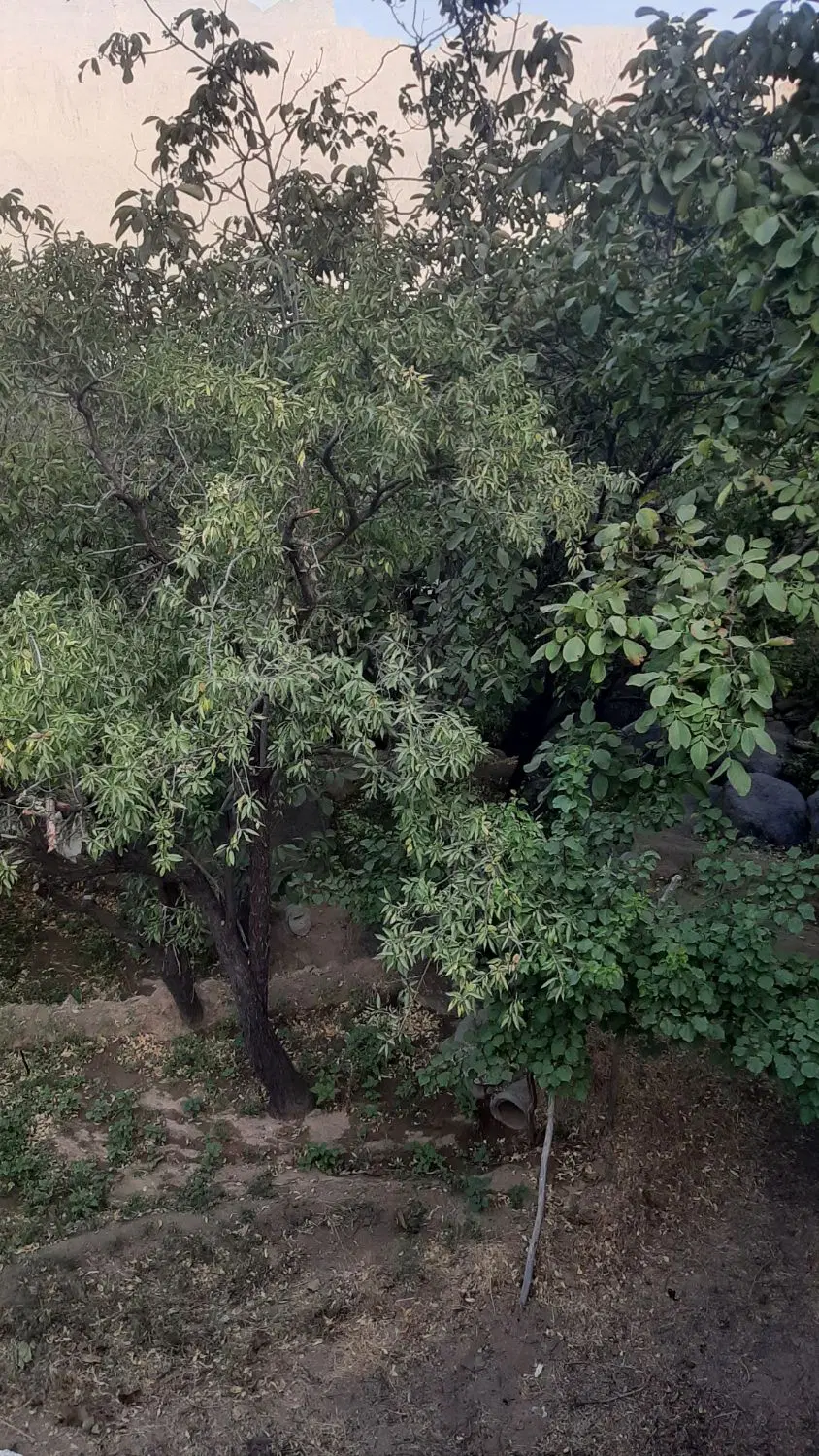 باغ منشاد