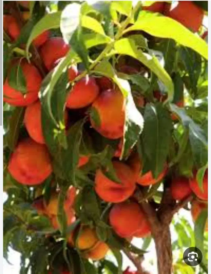 زمین باغچه ۵۰۰متر پیشک۳