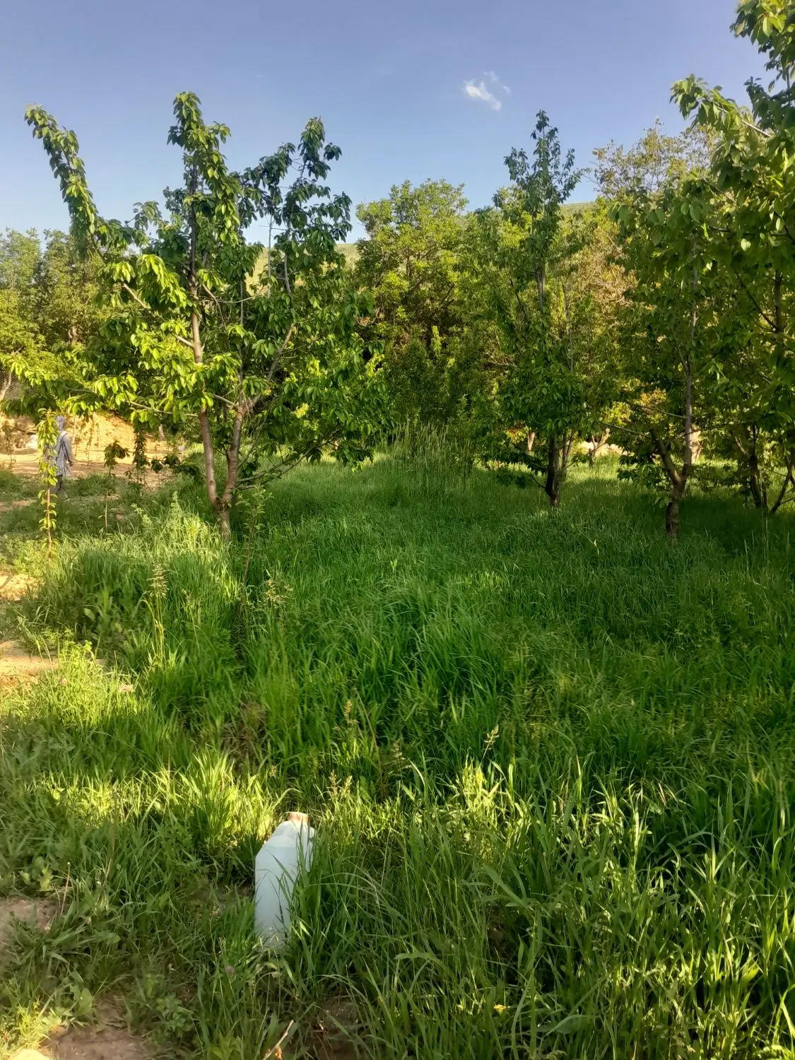 فروش باغ در روستای اماموردی