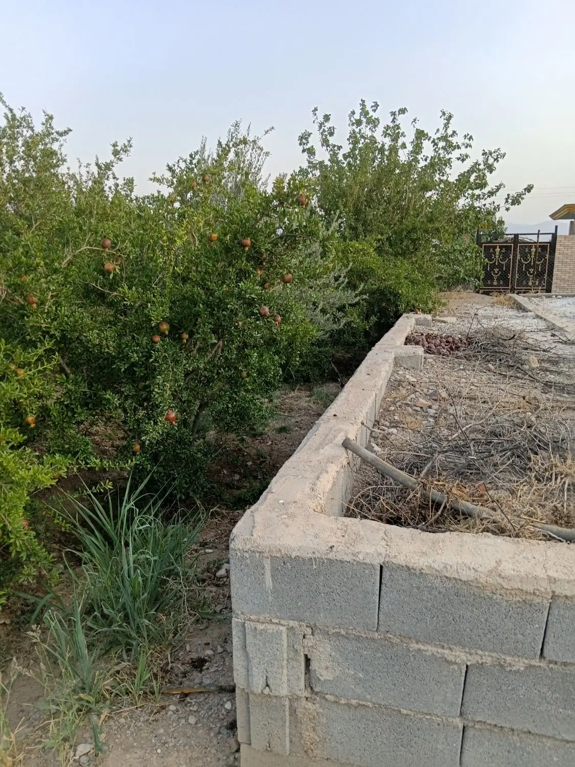 باغ