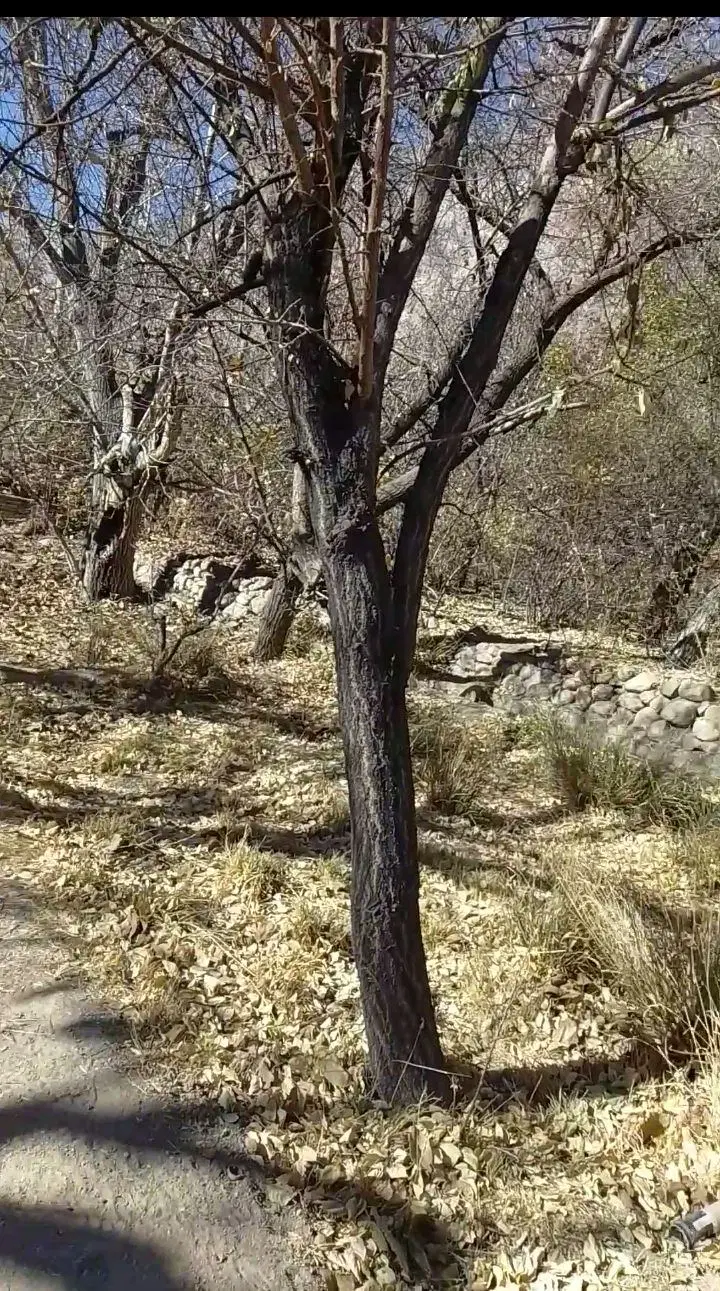 تهاتر