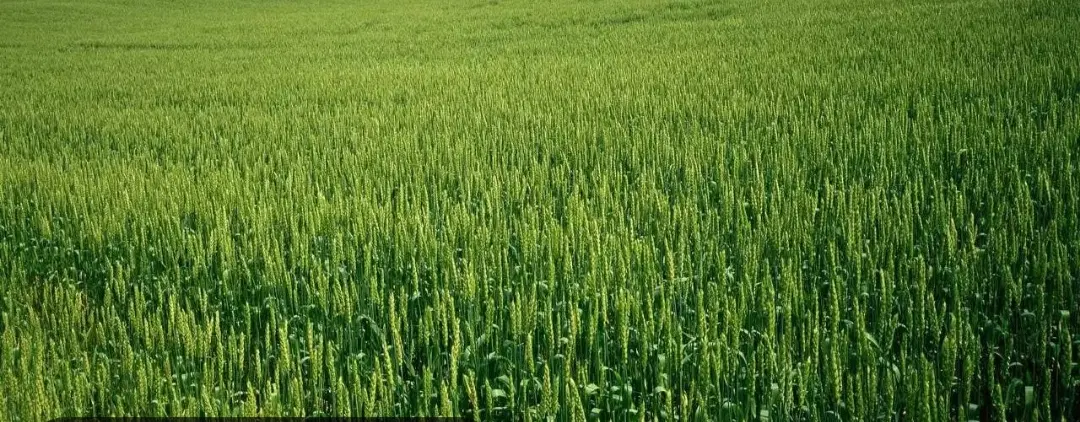 فروش زمین باغی