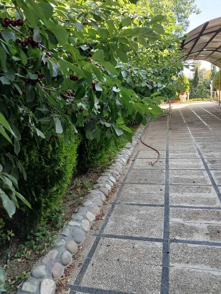 سند تک برگ _ منطقه بکر و جنگلی
