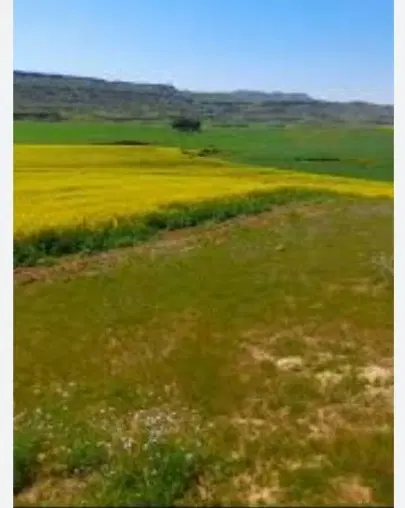 فروش زمین کشاورزی بخش الوار اندیمشک