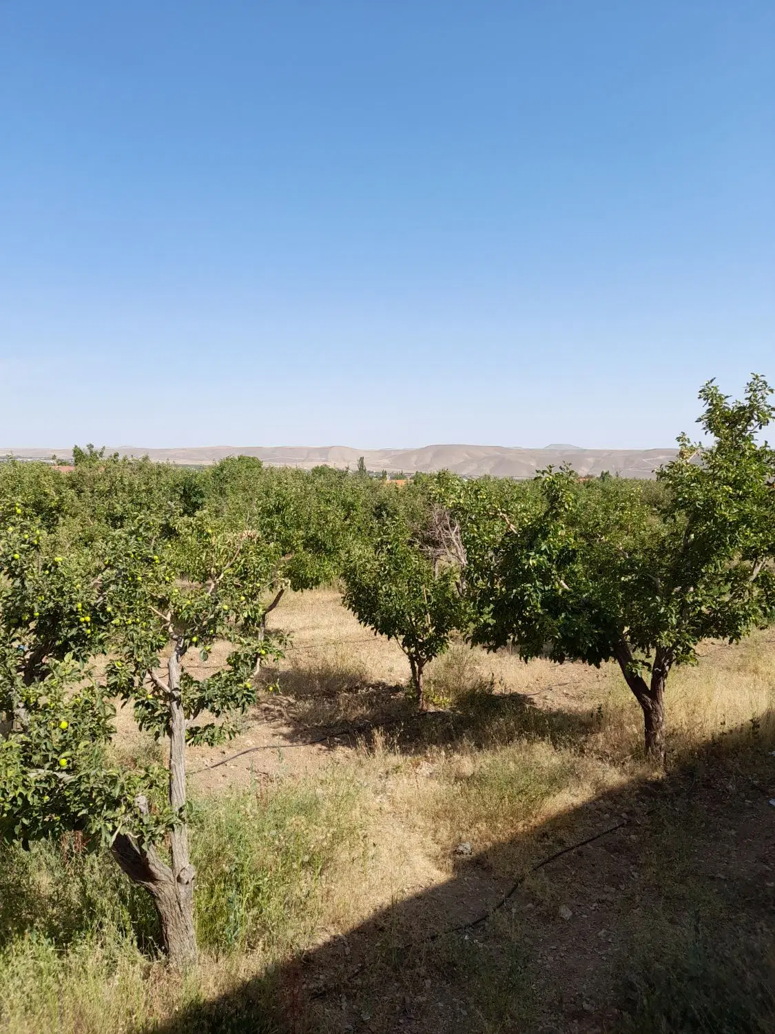 جابان بعد آیینه ورزان ۲۵۰متر باغچه آب برق گاز