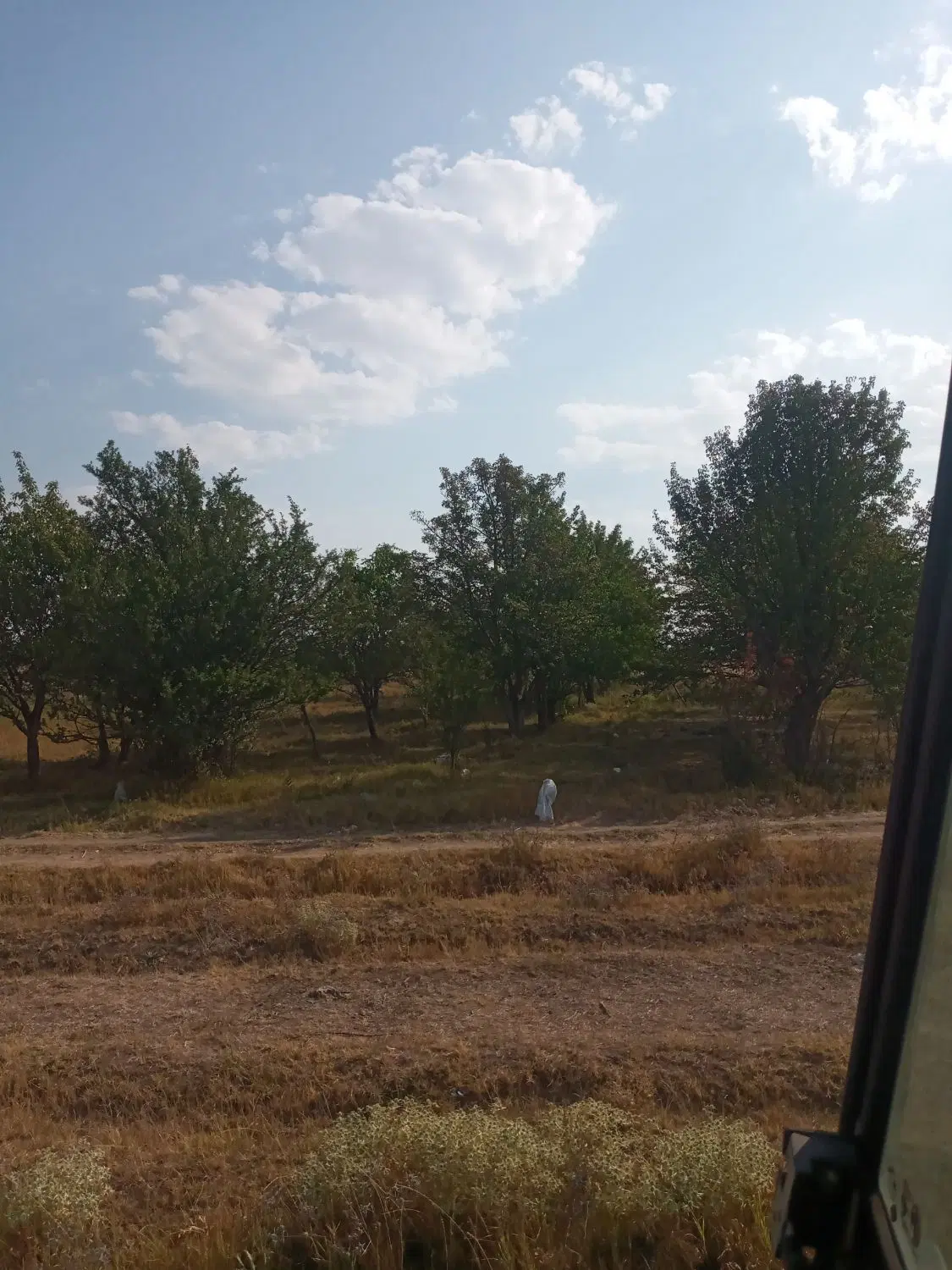 باغ ۲۰ساله در گرجان