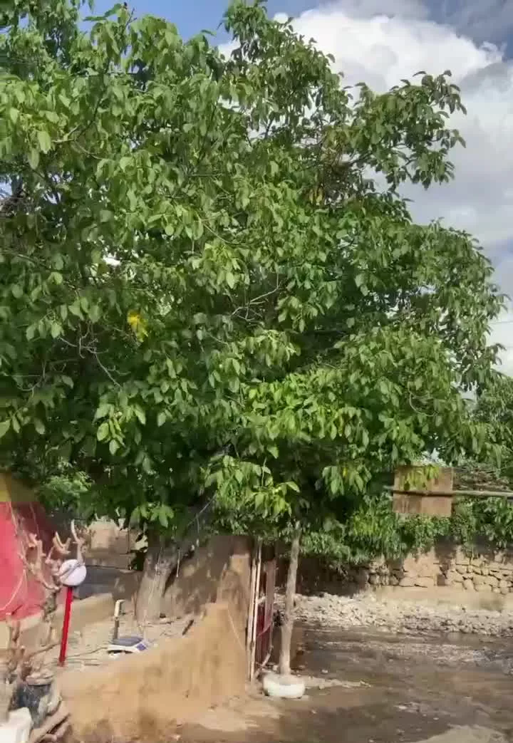 اقامتگاه و بومگردی چهارفصل امرودک