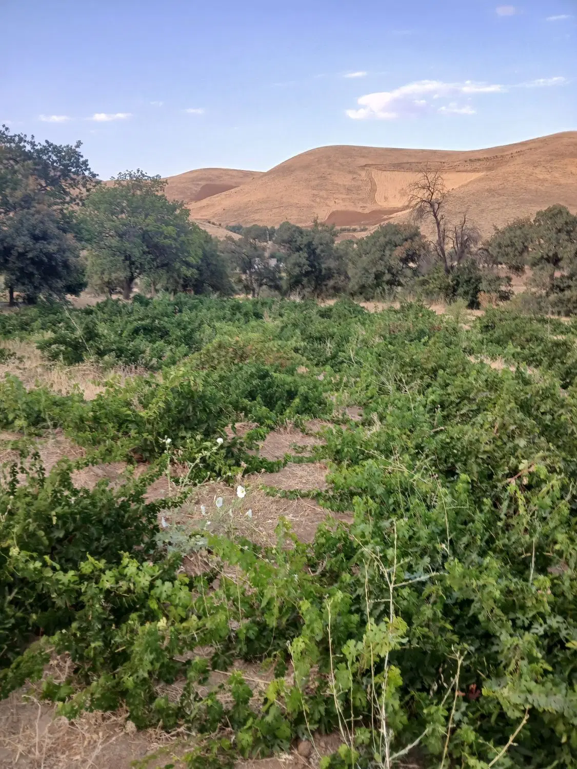 زمین کشاورزی روستای ملکشان جاده کپران