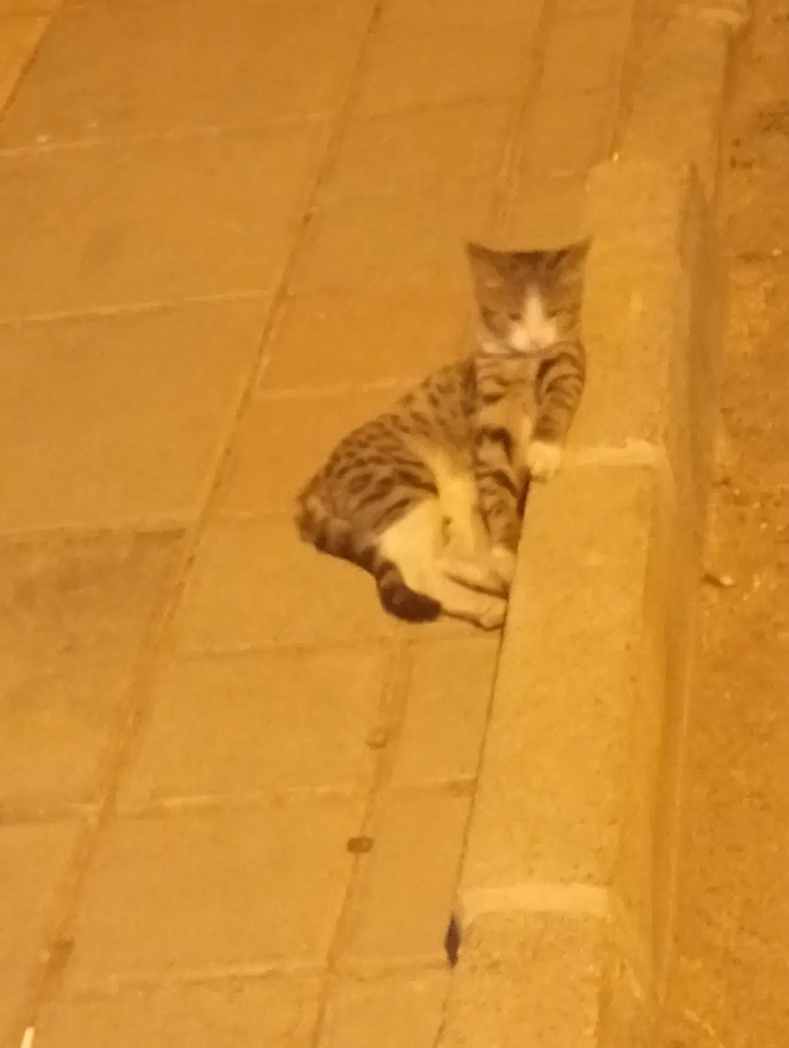 بوفه باشگا
