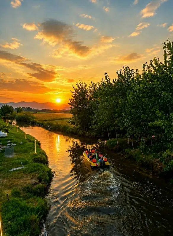 آرامش واقعی پشت همین درخت هاست