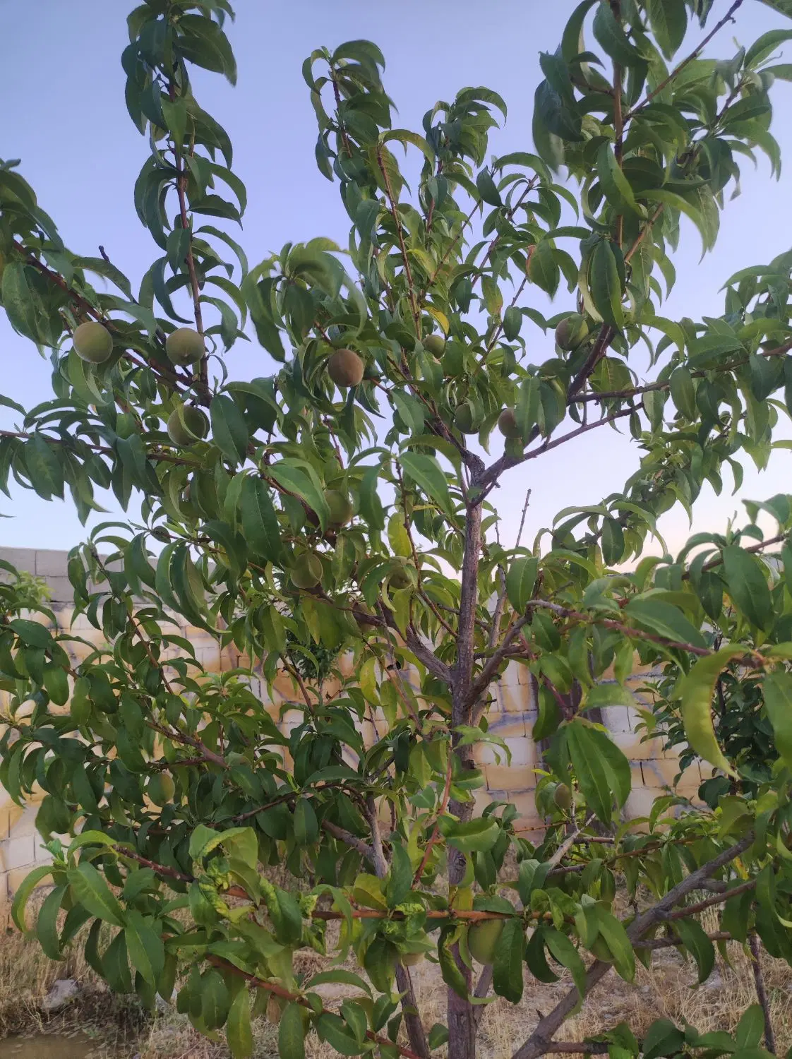 باغ‌ماریان_آماده_فوری