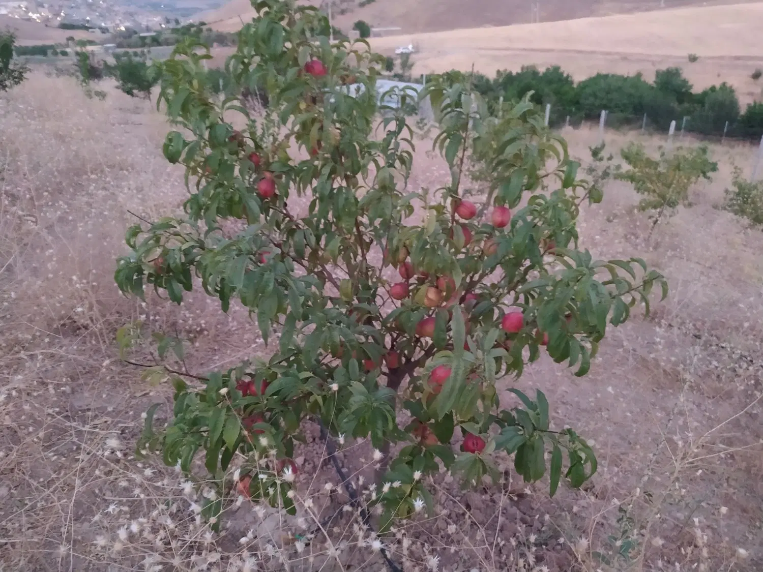 باغ وخانه باغ واستخر..بامساحت 1500متر سوره یزه