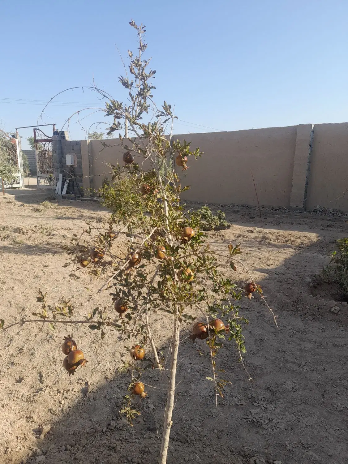 باغ  برآن شمالی ۷۰۸متری