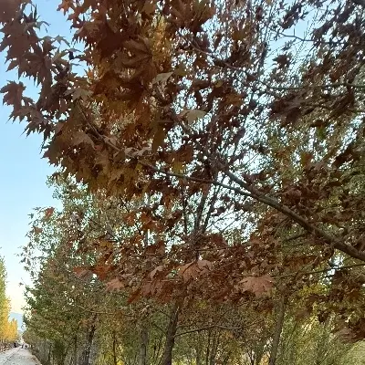 باغ