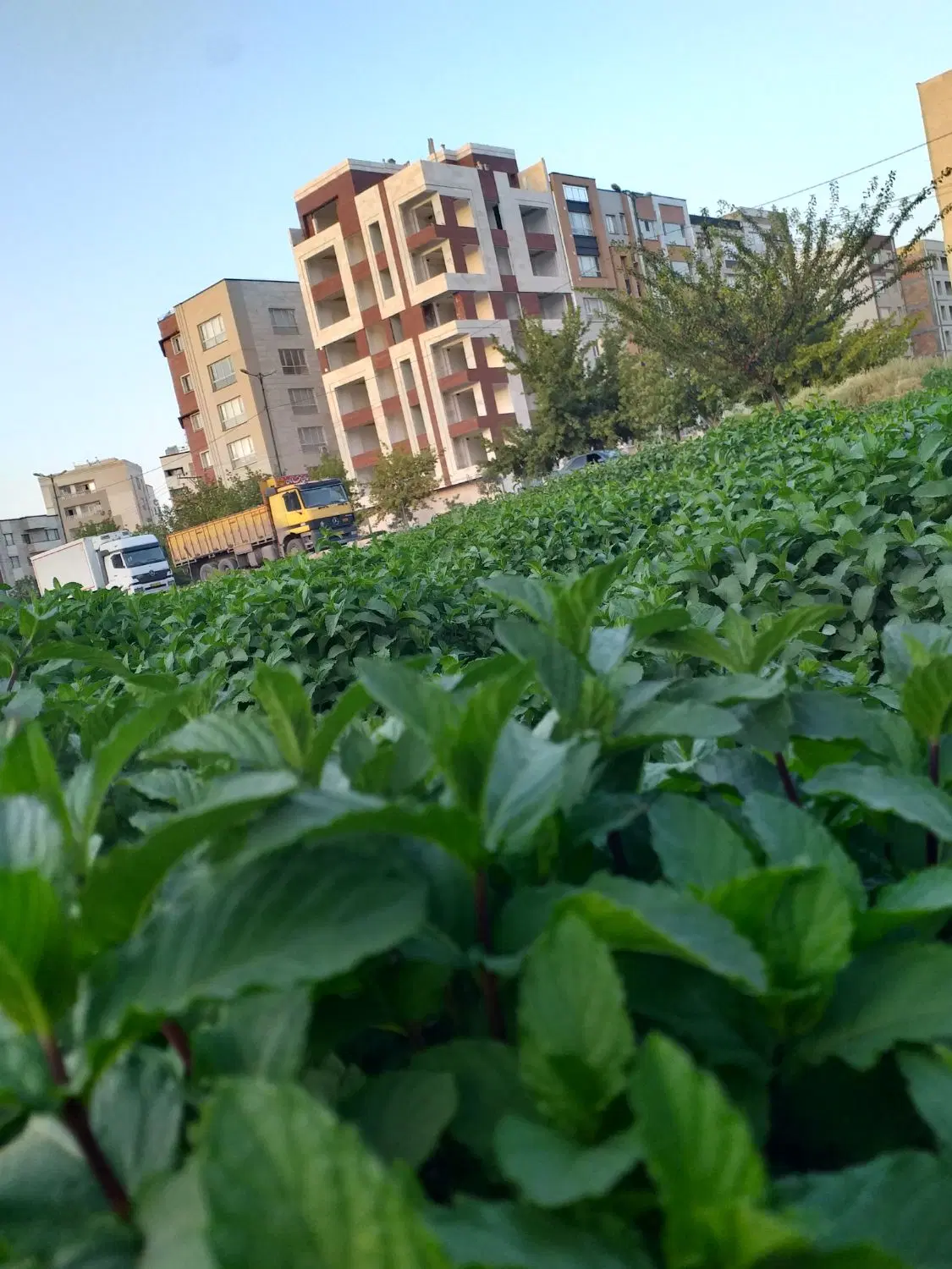 ۸۵ متر زمین دو بحر