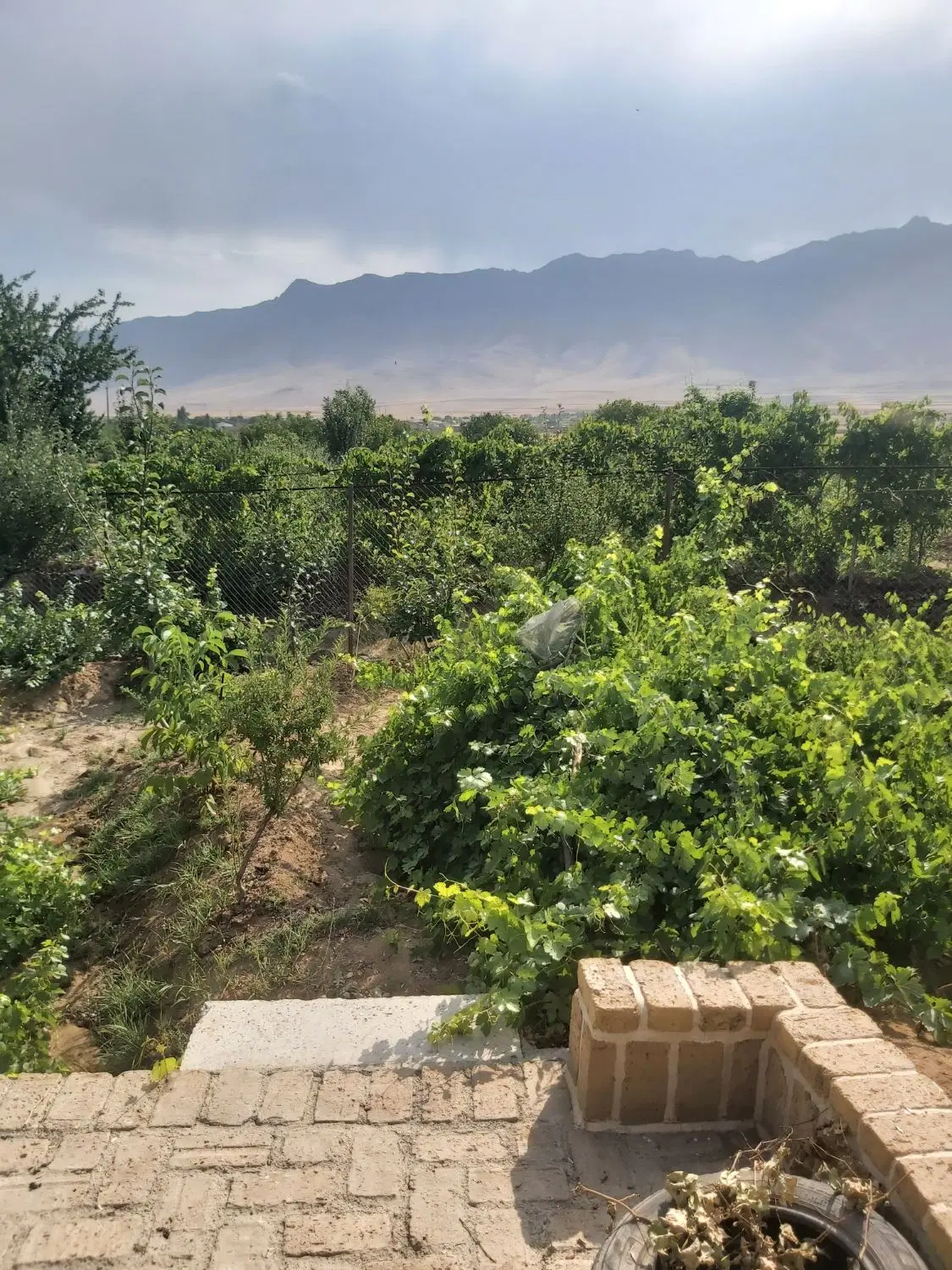 باغ ویلا زمین