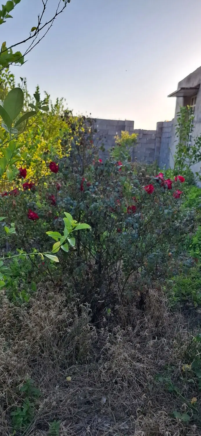 باغ ویلایی