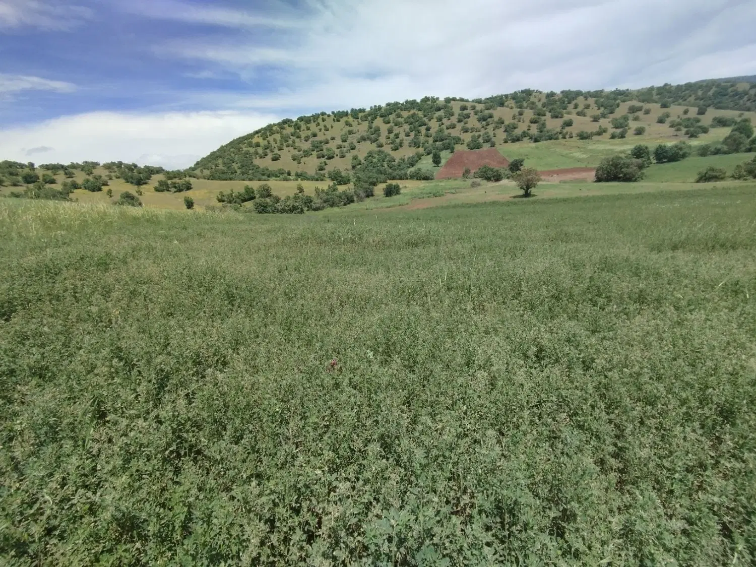 یونجه
