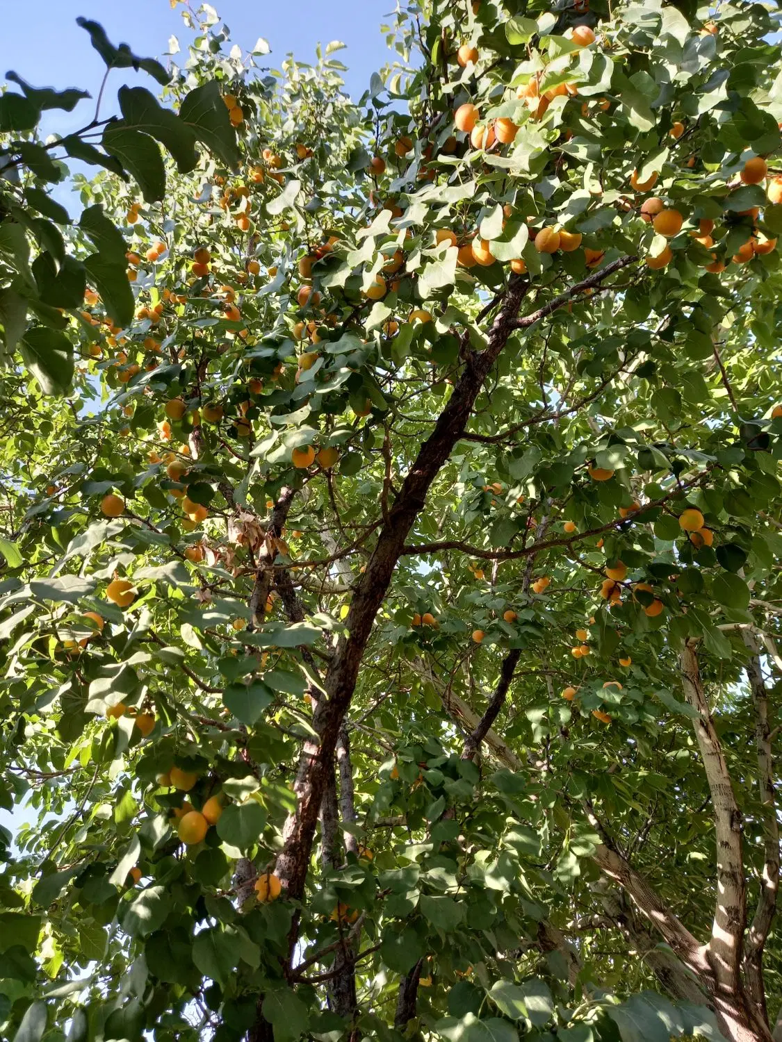 باغ پنج هزار متری