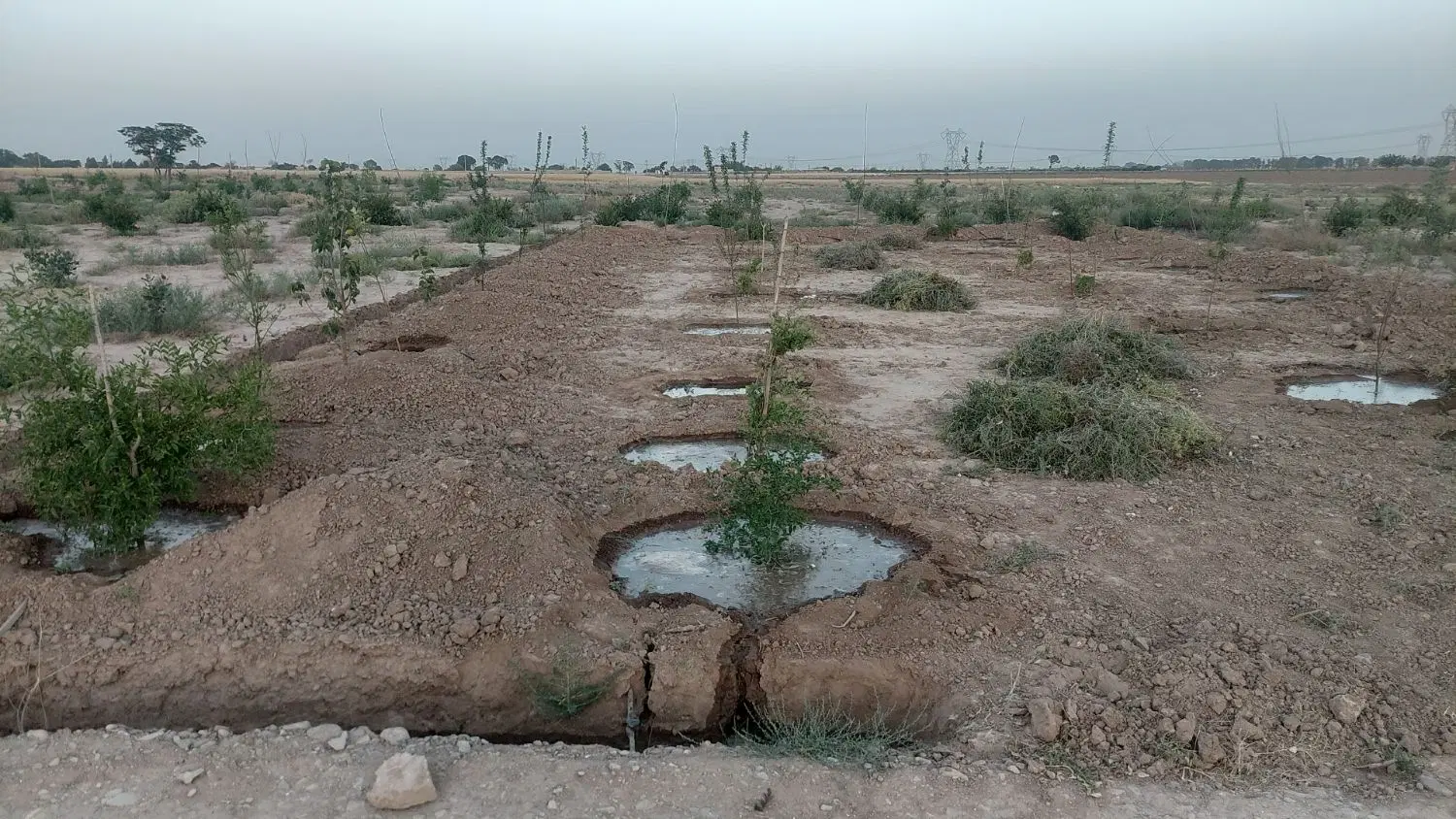 باغ پسته ۳۰۰متری