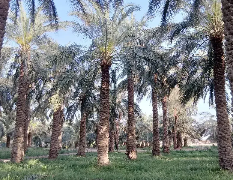 فروش باغ خرما درنظرآباد(شوراباد)فهرج